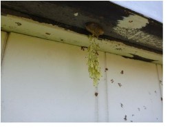 ベビーカマキリ2