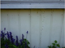 ベビーカマキリ8