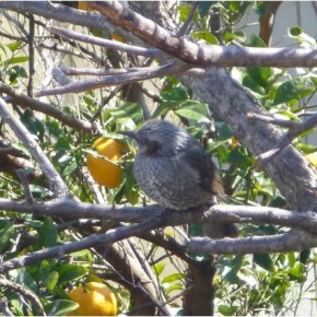 自然の恵み　果実-皮の再生♪