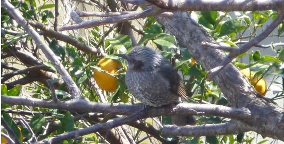 自然の恵み　果実-皮の再生♪
