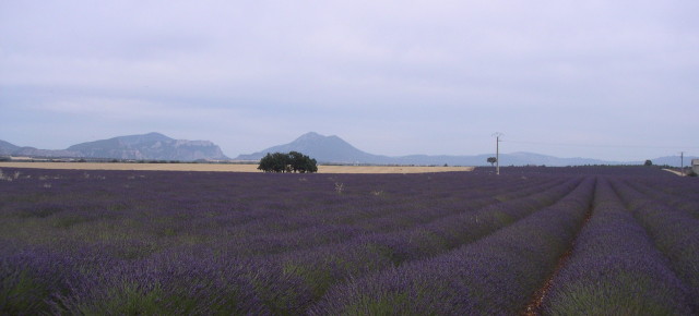 アロマで頭皮スッキリ　♪
