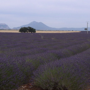 アロマで頭皮スッキリ　♪