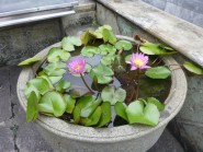 ワットポー 蓮の花