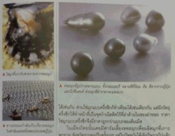 本 タイ gemstones11