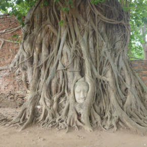 アユタヤ遺跡と象とのふれあい