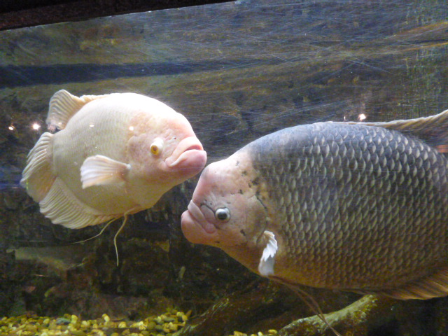 2016_0210_152745-P1050096