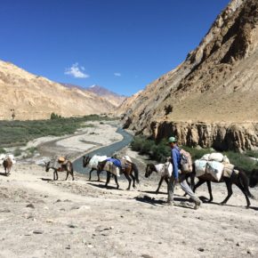 （インドの旅⑤）ラダック トレッキング   チリン→ゴンマル・ラ峠（5130m）Trekking in Ladakh