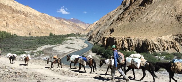 （インドの旅⑤）ラダック トレッキング   チリン→ゴンマル・ラ峠（5130m）Trekking in Ladakh