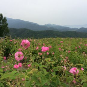 ダマスクローズ  花摘み ジャム作り🌺