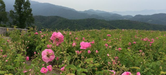ダマスクローズ  花摘み ジャム作り🌺